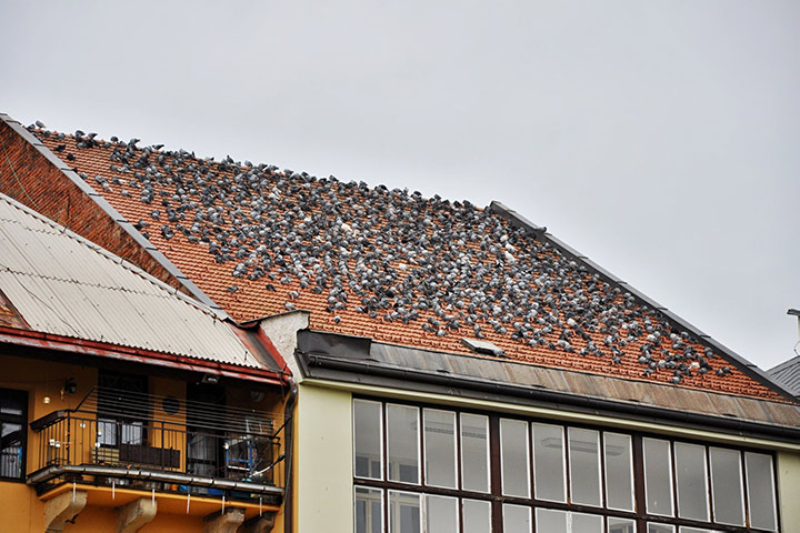 A2B Pest Control are able to install spikes to deter birds from roofs in Hadley Wood. 