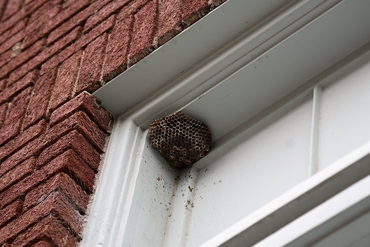 We provide a wasp nest removal service for domestic and commercial properties in Hadley Wood.